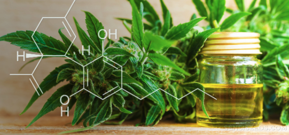 The Benefits of Adding CBD to Your Daily Routine
